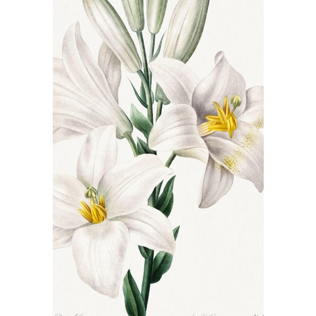 Madonna Lily, Vintage Botanical Art Print Reproduction by Pierre-Joseph Redouté, 24" X 36" For Sale In Buffalo - Image 6 of 10