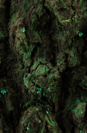 Marko Milić, Jungle, Abstract Photography