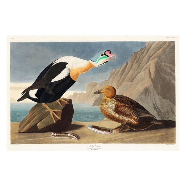 King Duck, Vintage Art Print Reproduction From Birds of America by John James Audubon, 60" X 40" For Sale
