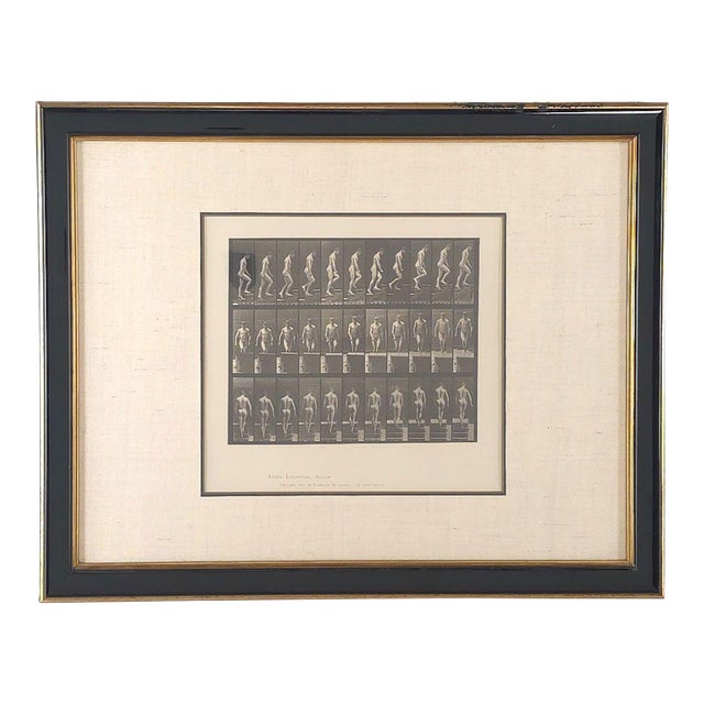 "Animal Locomotion", Eadweard Muybridge, 1887 Plate 88 For Sale
