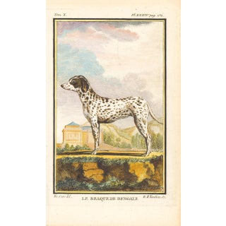 1758 Buffon Dog Engraving "Le Braque De Bengale" (Bengal or Indian Pointer) For Sale