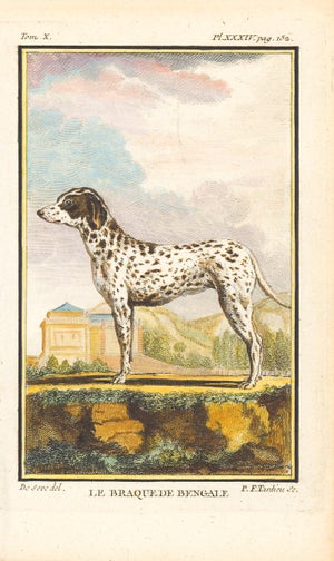 1758 Buffon Dog Engraving "Le Braque De Bengale" (Bengal or Indian Pointer)