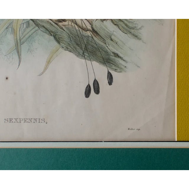 19th Century 1800s John Gould Framed Limited Edition Lithograph Print John Gould For Sale - Image 5 of 11