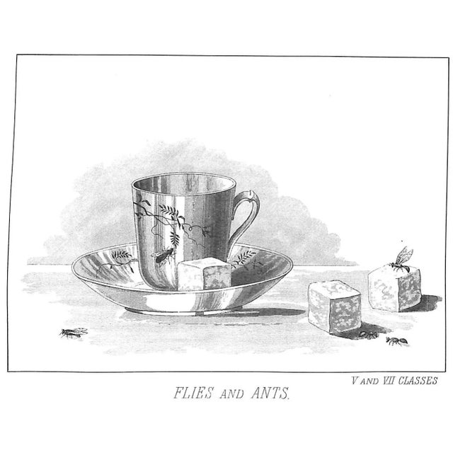 "Favorite Flies" 1892 Marbury, Mary Orvis For Sale - Image 4 of 18