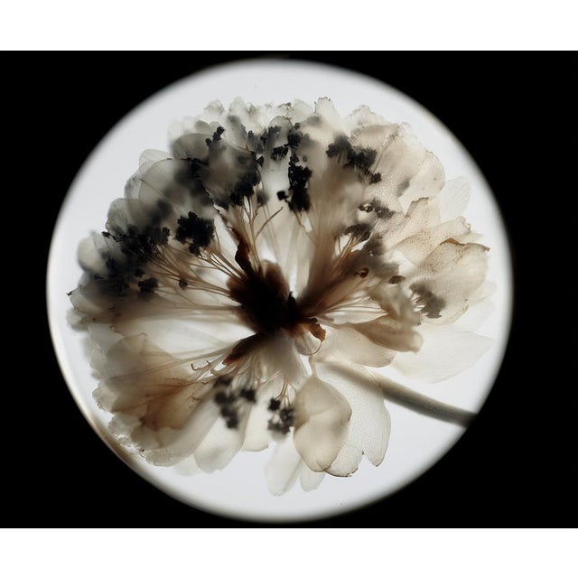 Botanical Studies — Limited Edition Photographic Series of 4 by Diane Grant For Sale - Image 9 of 9