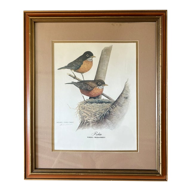 Vintage Robin Bird Reproduction Print Michael James Riddet Ornithology Wall Art Wood Frame For Sale