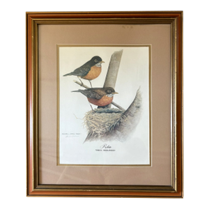 Vintage Robin Bird Reproduction Print Michael James Riddet Ornithology Wall Art Wood Frame