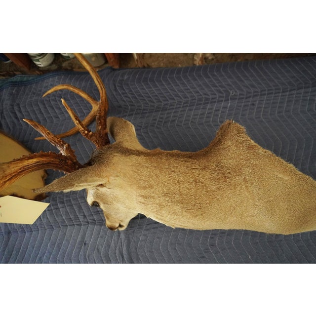 Whitetail Deer 9 Point Mount Head and Bust For Sale - Image 16 of 18