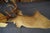 Whitetail Deer 9 Point Mount Head and Bust For Sale - Image 16 of 18