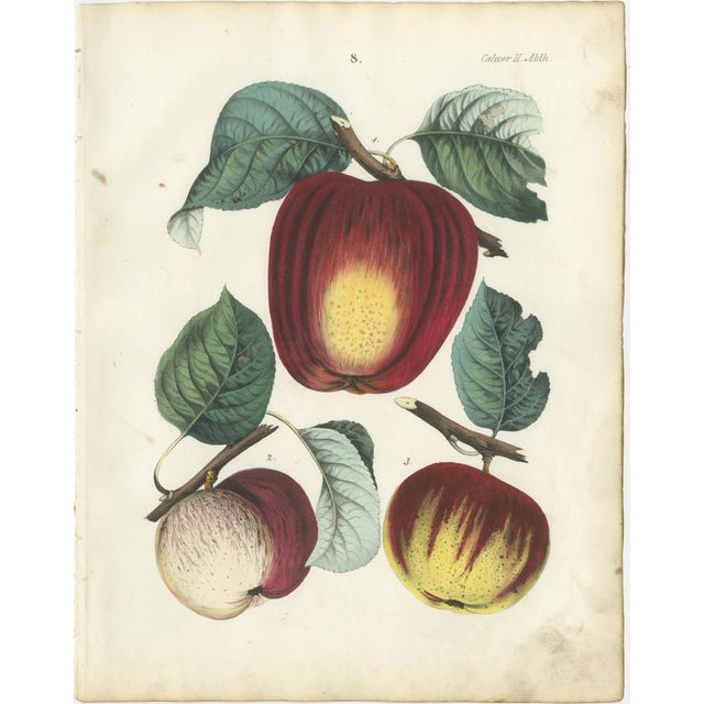 Dr. Calwer, Apples and Plums, 1854, Chromolithographs on Paper, Set of 6 For Sale - Image 3 of 9