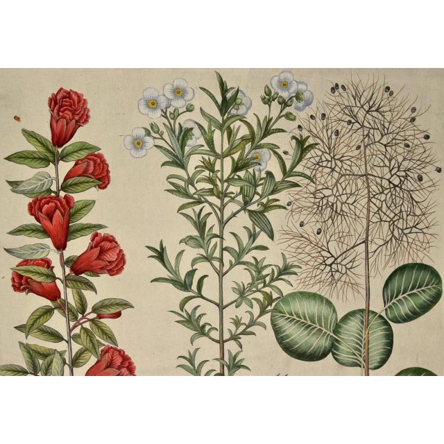 This is a hand-colored copper-plate engraving entitled "Cistusflore Albo, Balaustium Flore Minori Romanum, Cotinus",...