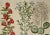 This is a hand-colored copper-plate engraving entitled "Cistusflore Albo, Balaustium Flore Minori Romanum, Cotinus",...