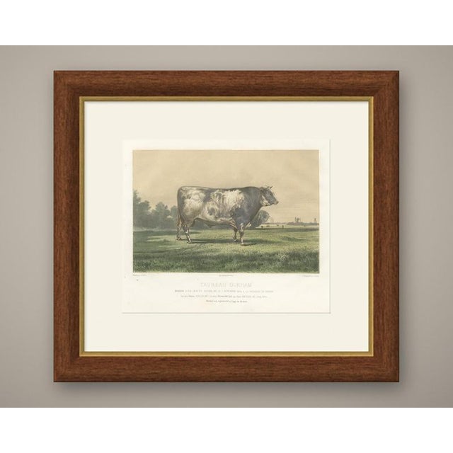 This antique cattle print portrays Markob, the roan Durham Shorthorn bull of the state cattle farm at Corbon, drawn by H....