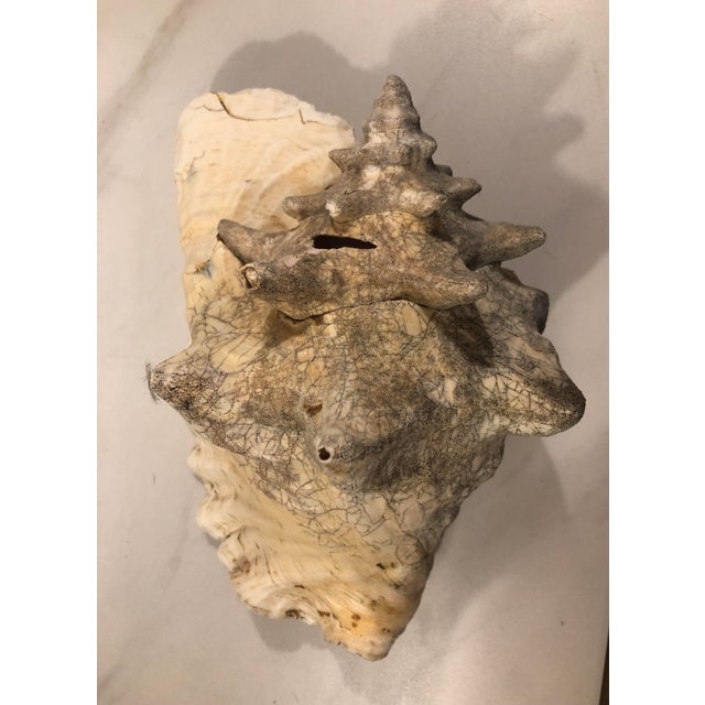 Large Harbour Island Conch Shell For Sale - Image 4 of 11