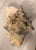 Large Harbour Island Conch Shell For Sale - Image 4 of 11
