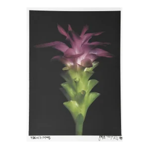 Purple Ginger from Botanica, Jonathan Singer, Photography