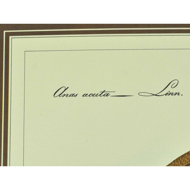 Mid 20th Century German Naturalist Illustration j.c. Susemihl Frogs and Pintail Duck Prints - Set of 3 For Sale - Image 9 of 11