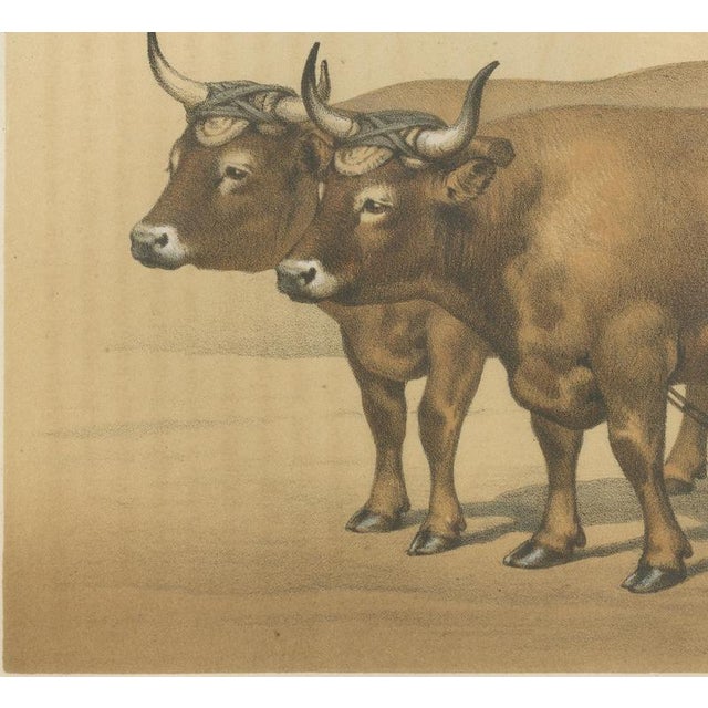 19th Century Borie, Cholet Oxen, French Cattle Breed, 1863, Chromolithograph For Sale - Image 5 of 9