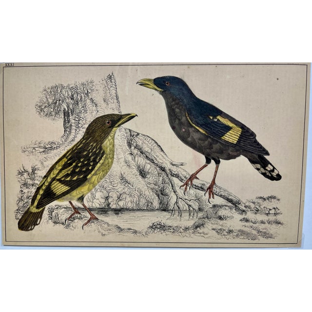 Antique Hand Colored Bird Print From England Showcasing a Pair of Horsfield’s Eurylaimes - Circa 1870. Print measures 9...