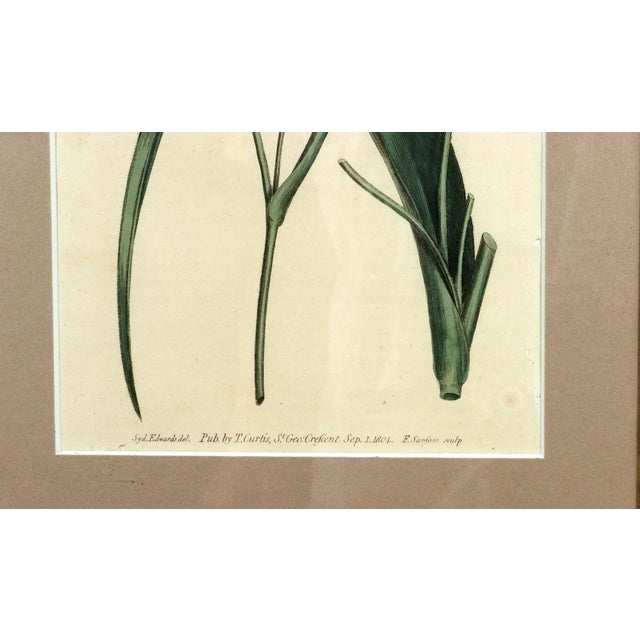 Pair of Antique Botanical Iris Engravings, Curtis's Botanical Magazine, Framed, 1803–1804 For Sale - Image 10 of 10