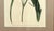 Pair of Antique Botanical Iris Engravings, Curtis's Botanical Magazine, Framed, 1803–1804 For Sale - Image 10 of 10