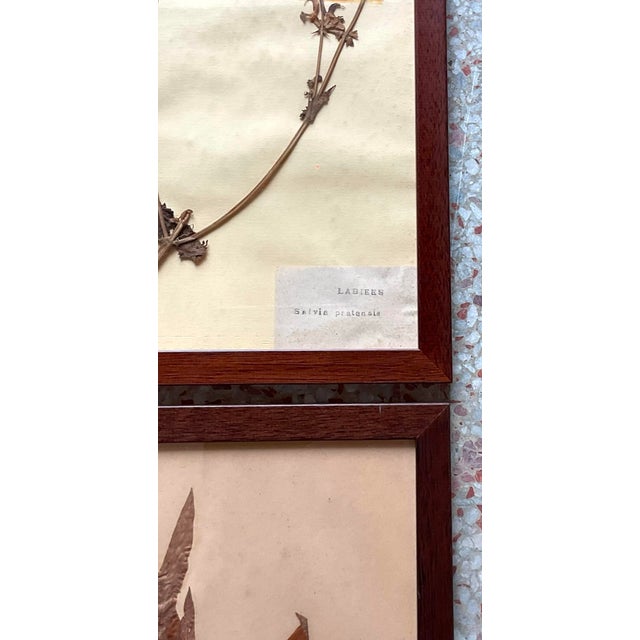 Vintage Boho Herbarium Botanical Specimens - Set of 12 For Sale - Image 11 of 12
