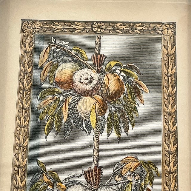 Wood Vintage Hand Colored Engraving Old World European Fruit Swag For Sale - Image 7 of 18