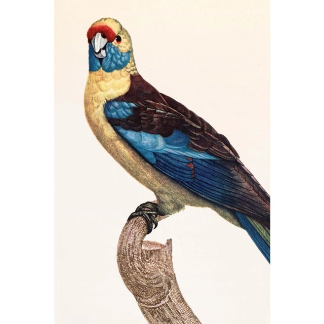 French Provincial 1960s French Bird Print, Jacques Barraband, the Broad-Tailed Parakeet For Sale - Image 3 of 4