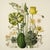 This fine art print reproduces a beautifully detailed 19th-century botanical illustration depicting an elegant arrangement...