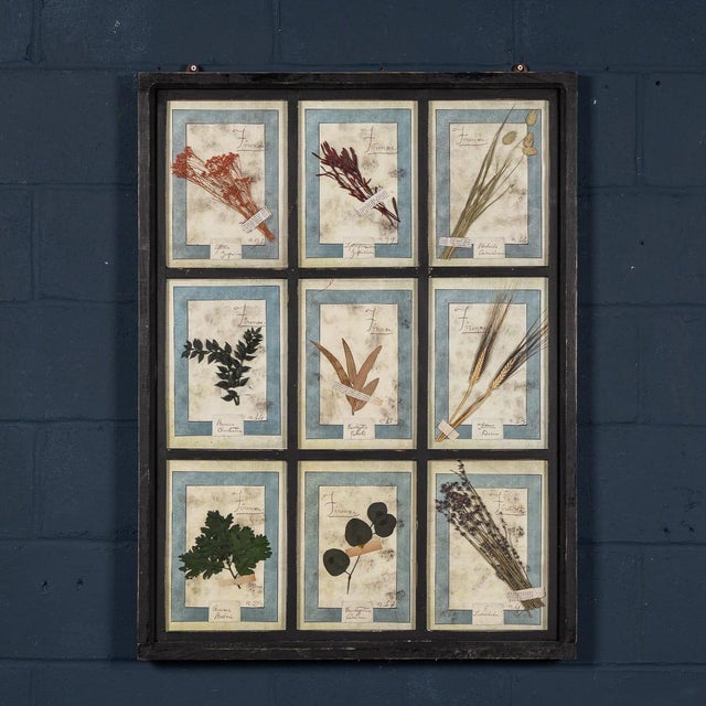 A stunning collection of antique pressed flowers and herbs, each preserved and labeled with handwritten botanical names....