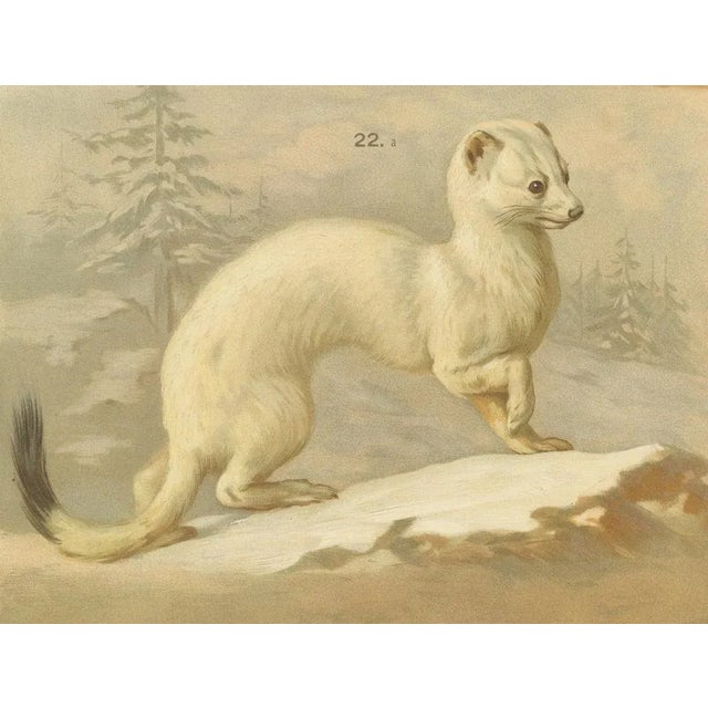 Large Antique Zoology Poster, 1880 For Sale - Image 5 of 10