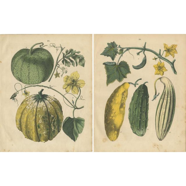 Calwer, Pumpkin and Cucumber, Garden Fruits, 1852, Prints, Set of 2 For Sale - Image 4 of 9