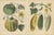 Calwer, Pumpkin and Cucumber, Garden Fruits, 1852, Prints, Set of 2 For Sale - Image 4 of 9