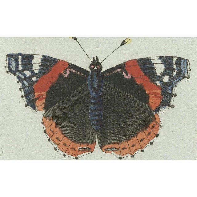 Paper Bertuch, Peacock and Red Admiral Butterflies, 1800, Engraving For Sale - Image 7 of 10