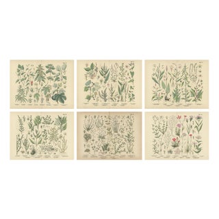 Antique Botanical Charts of German Wildflowers, Stuttgart, 1885, Set of 6 For Sale