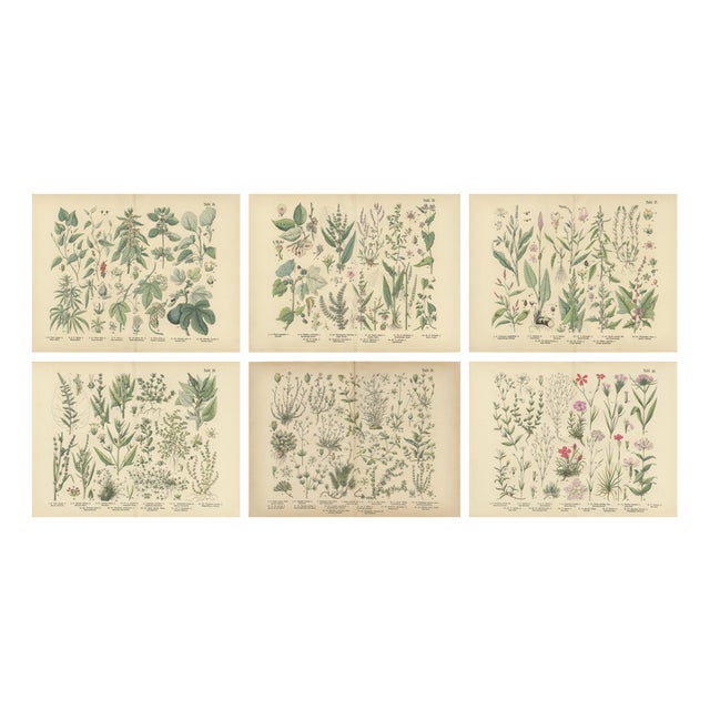 Antique Botanical Charts of German Wildflowers, Stuttgart, 1885, Set of 6 For Sale
