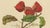 Black Berthe Hoola van Nooten, Chinese Sterculia, 1880, Chromolithograph For Sale - Image 8 of 9