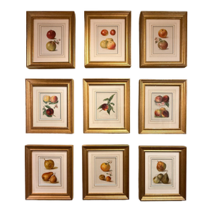 Set of Nine Fruit Chromolithographs by May Rivers, English Circa 1892