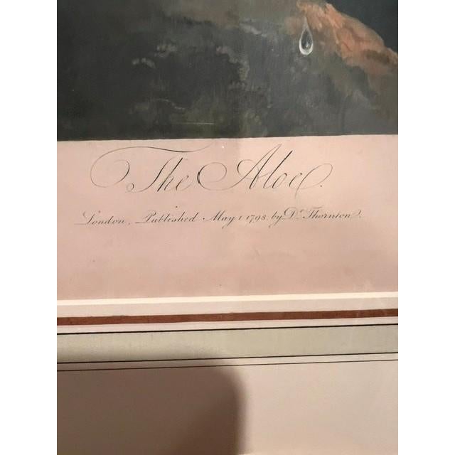 English The Aloe - Botanical - 1807 - Robert John Thorton - The Temple of Flora For Sale - Image 3 of 4