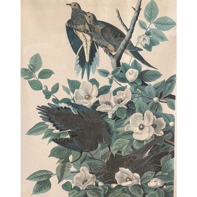 John James Audubon Pair of Vintage Framed Bird Illustration Lithographs by John James Audubon For Sale - Image 4 of 16