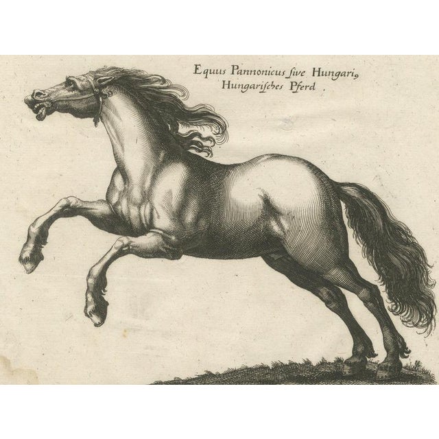 17th Century Jonstonus & Merian, Early Frisian and Hungarian Horse Engraving, 1650, Engraving For Sale - Image 5 of 12