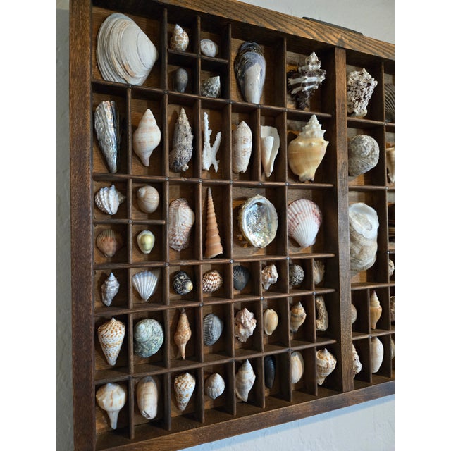 Antique Hamilton Letterpress Printer Tray Drawer With Natural Specimen Shells For Sale - Image 12 of 18