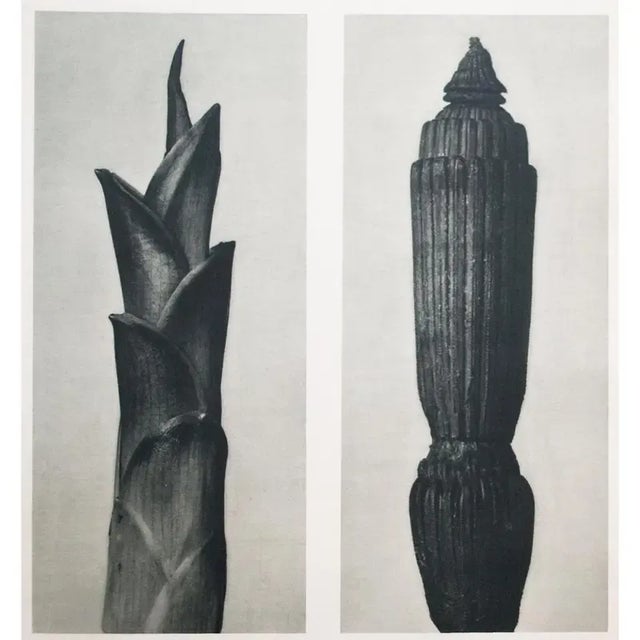 1935 Karl Blossfeldt Two-Sided Photogravure N 5-6 For Sale - Image 9 of 13