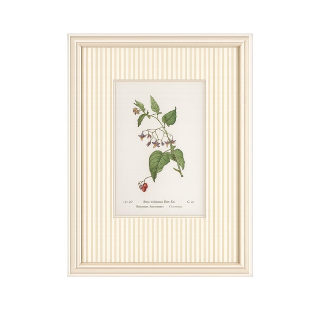 Set of Four Antique Alpine Botanical Chromolithographs in Custom Frames Circa 1909 , Set A For Sale - Image 4 of 6