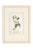 Set of Four Antique Alpine Botanical Chromolithographs in Custom Frames Circa 1909 , Set A For Sale - Image 4 of 6