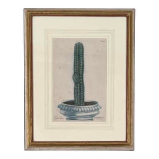 18th Century German Print by Johann Weinmann Cactus Hexagonus Engraving For Sale