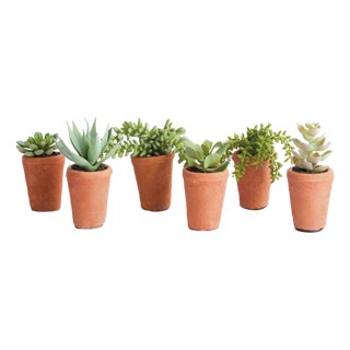 Potted Succulents 8.5", Set Of 6 For Sale