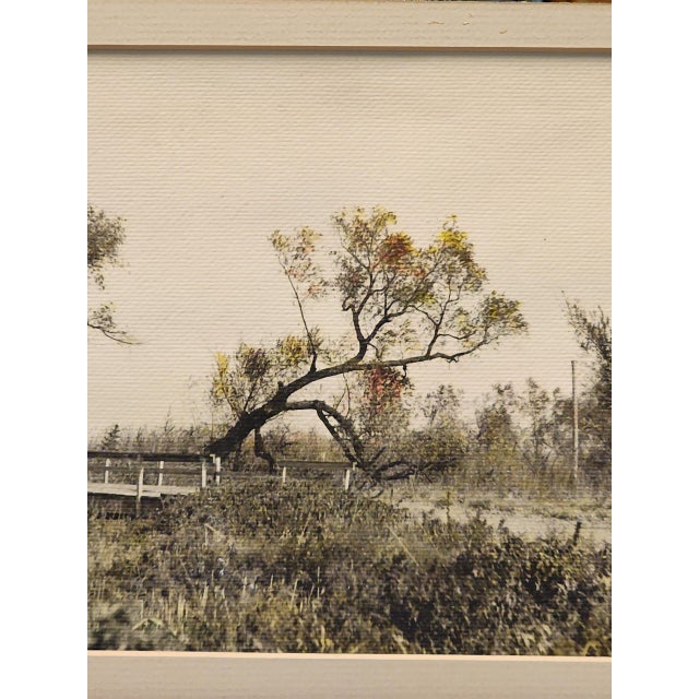 Vintage sepia toned, hand tinted, photo on linen paper, in excellent condition. Subject assumed to be northern Florida,...