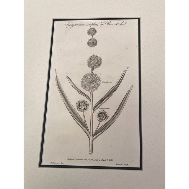 Antique English Botanical Prints Framed-Set of 2 - Authentic 1812 Robert Thorton Prints For Sale - Image 4 of 7