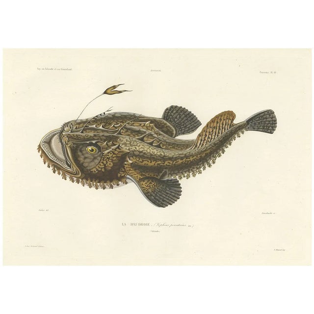 Blanchard, Anglerfish or Monkfish, 1845, Hand-Colored Lithograph For Sale